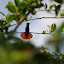 Colibri - Porto de Galinhas - Brasil