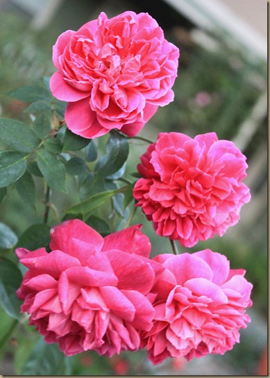 IMG_8528 IMG_8528