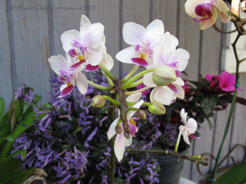 [01-09-orchid%255B5%255D.jpg]