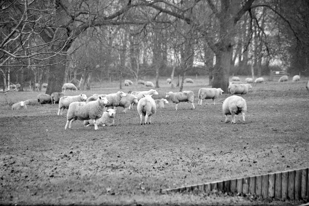 [Sheep-at-Riseholme-2%255B3%255D.jpg]