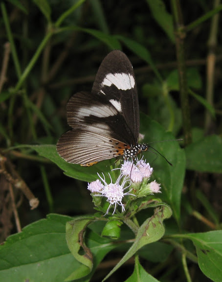 Pseudoacrea eurytus L., 1758. Atewa Hills (Ghana), 13 décembre 2009. Photo : Henrik Bloch