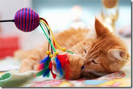 kitten-playing-with-toy
