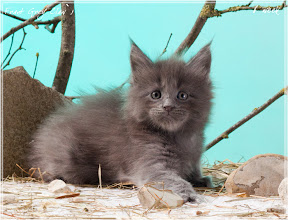 Фото котенка мейн-кун Frant возраст 6 недель | Питомник Grey Claw`s