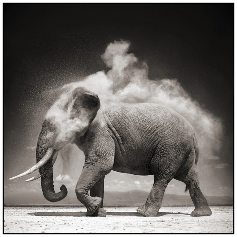 [9-Elephant-With-Exploding-Dust2.jpg]