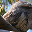 Tawny Frogmouth - Hobart, Australia