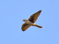 DSC_7296.jpg