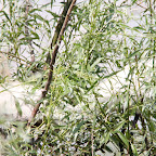 IMG_6632.JPG