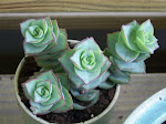 100_3632.JPG