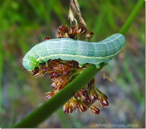 green-caterpillar-2