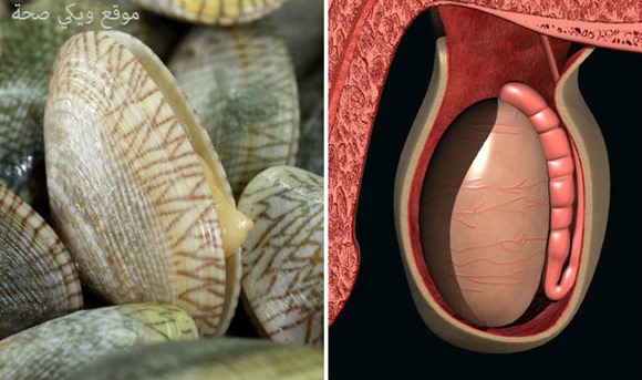 05-Clams-TesticlesFoods-That-Look-Like-Body-Parts-1 05-Clams-TesticlesFoods-That-Look-Like-Body-Parts-1