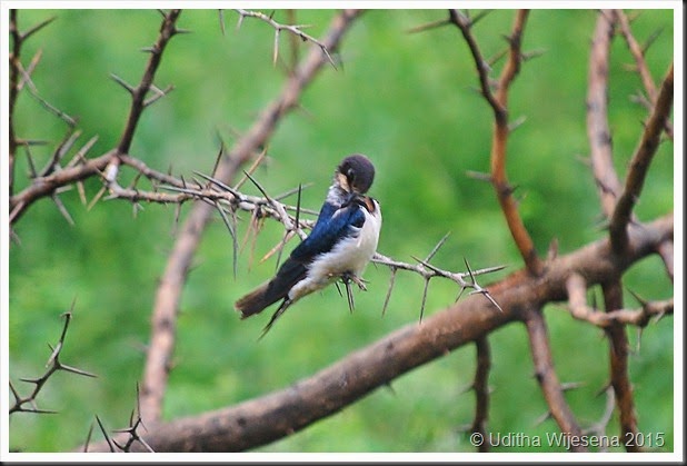 DSC_0525 DSC_0525
