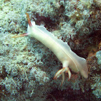 Nudibranch