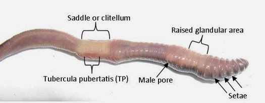 worm3 worm3