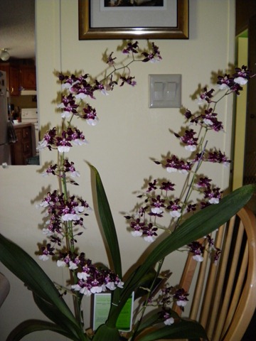 [bday%2520orchid%25201%255B2%255D.jpg]