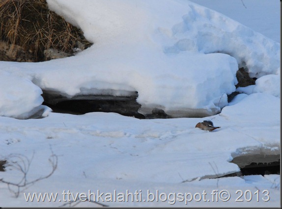limoviikuna koski lentokone 008 limoviikuna koski lentokone 008
