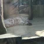 TIGERS Preservation Station - Myrtle Beach - 040510 - 16 TIGERS Preservation Station - Myrtle Beach - 040510 - 16