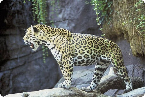 Jaguar_tier