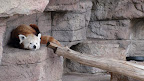 denver_zoo