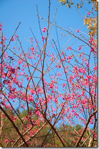 DSC_0539 DSC_0539