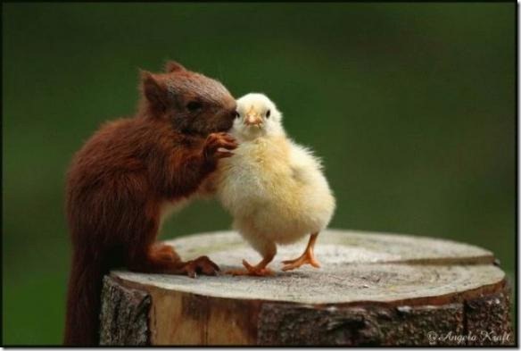 animales (5) animales (5)