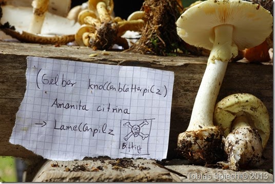 Gelber Knollenblätterpilz Amanita citrina