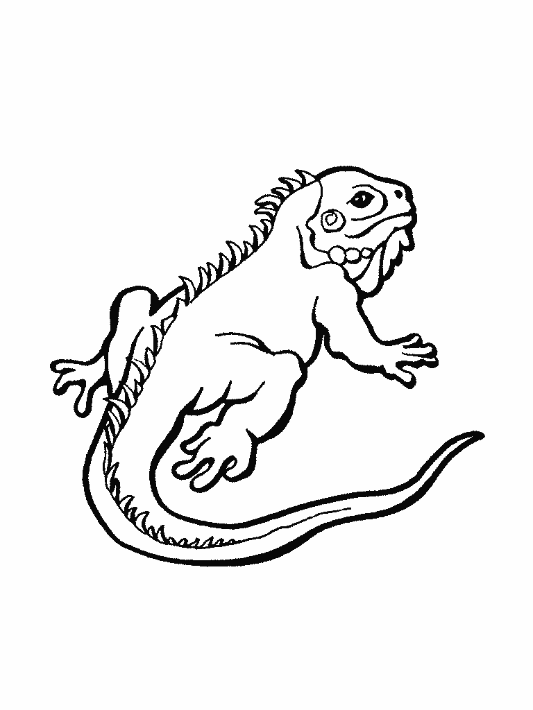 [iguana%2520blogcolorear%2520%25283%2529%255B5%255D.gif]