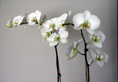 orchids - Copy