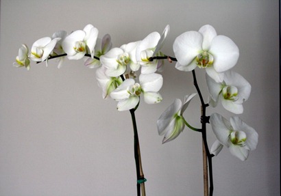 orchids - Copy orchids - Copy