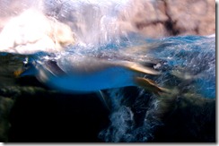 aquariumaugust8