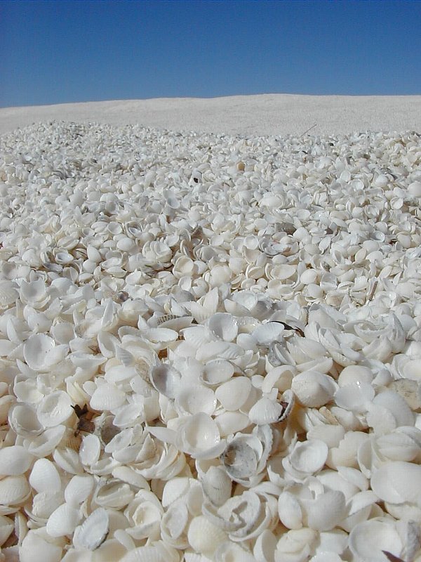 Beautiful Earth: Ice Crystals, Bird of Lights, Earth's Belly Button, Flowery Pathway, Sea Shells and many more