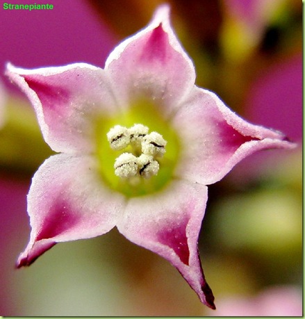 Adromischus subdistichus fiore appena aperto