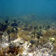 Le village des Snorkles