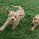 happy prancing labradoodle puppies