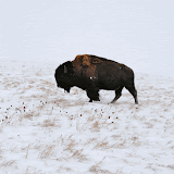 "Bison in snowstorm" - copyright Tom Liskey