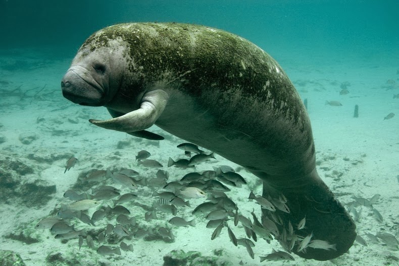 manatees manatees