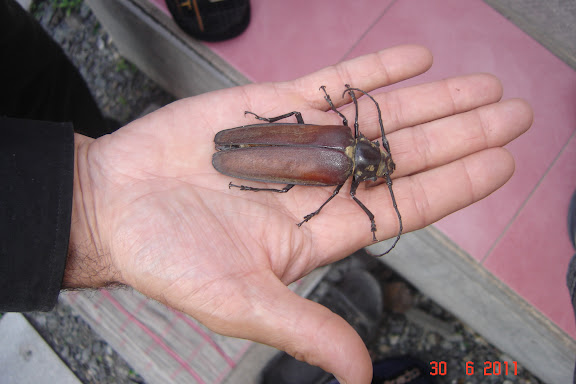 Cerambycidae : Prioninae: Callipogon relictus SEMENOV, 1901, femelle. Anisimovka, alt. 500 m (Primorskij Kraj, Oussouri), 30 juin 2011. Photo : G. Meissonnier