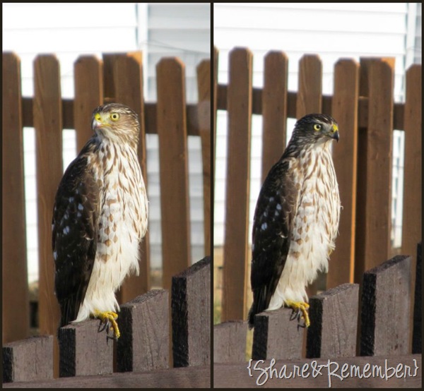 hawk