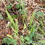 #21 BLECHNACEAE Blechnum spicant (L.) Roth subsp. spicant(ID Flora On)[Maia,NF37_P.S.P.Avioso,CA&CMMaia]_P1570668.JPG
