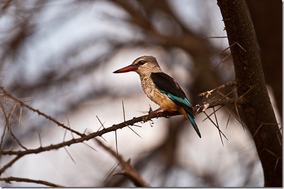 better-bird-photography-2 better-bird-photography-2