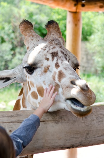 [zoo-3%255B3%255D.jpg]