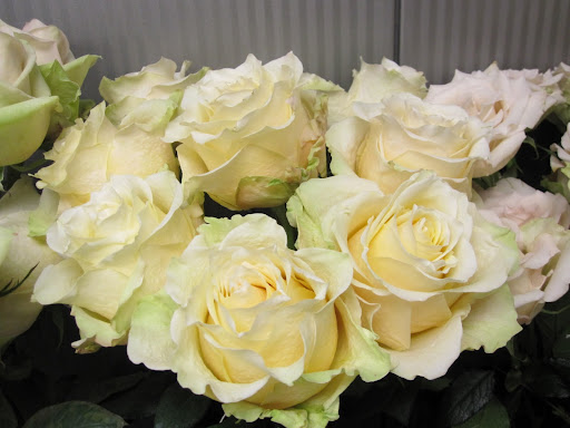 These roses are called 