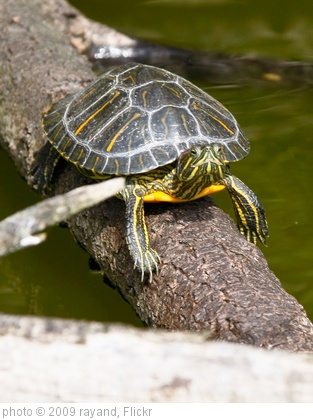 'Turtle' photo (c) 2009, rayand - license: http://creativecommons.org/licenses/by/2.0/