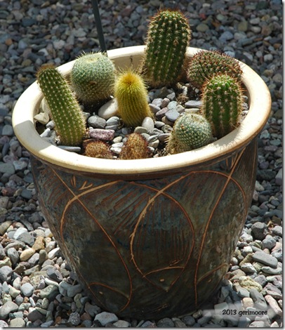 Cactus 2 Cactus 2
