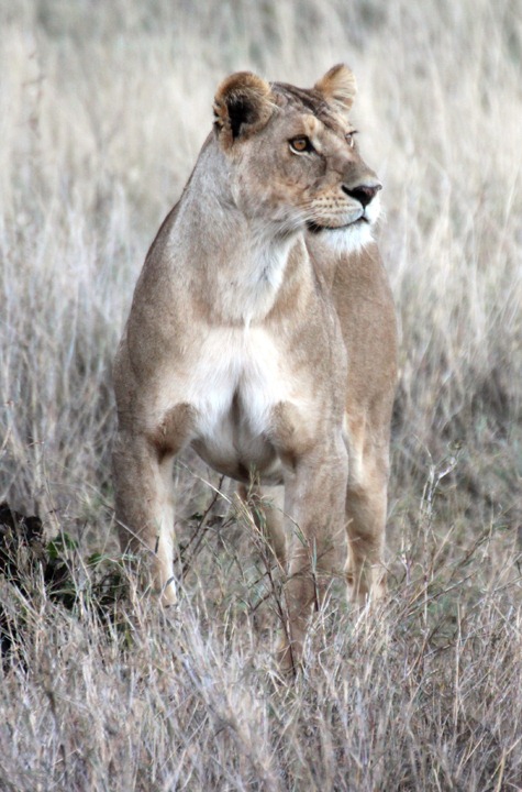 [October-18-2012-young-lioness-stares%255B2%255D.jpg]