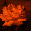 DSC_0136.JPG