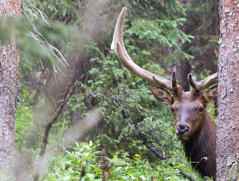 elk