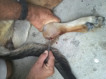 Picking out Maggots from Nora