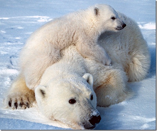 orso-polare-bianco