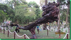 IMG_2093 IMG_2093