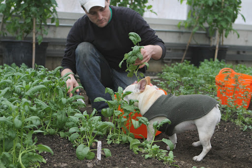 It's good that you use scissors to cut the spinach, instead of yanking it out of the ground.  That way, the roots will send up new leaves for another crop and the cut leaves are much cleaner.